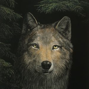 Paul Hopman Scratchboard Yellowstone Wolf In the Shadows