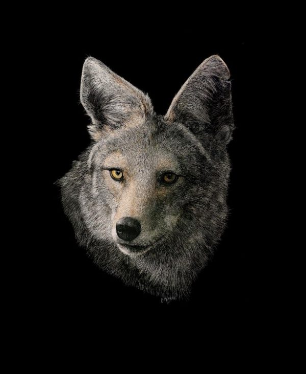 Paul Hopman Scratchboard Coyote The Prowler