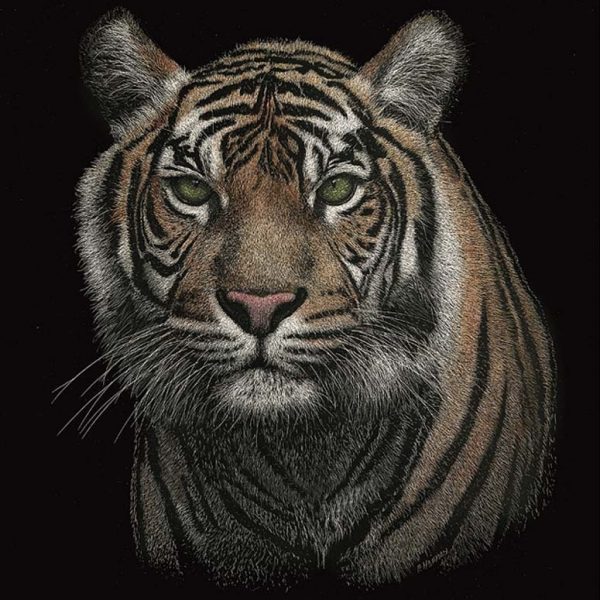 Paul Hopman Scratchboard Bengal Tiger Beauty