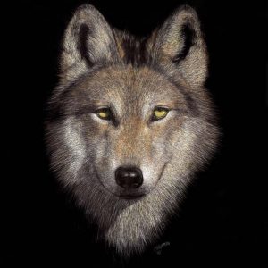 Paul Hopman Scratchboard Mexican Grey Wolf Lobo
