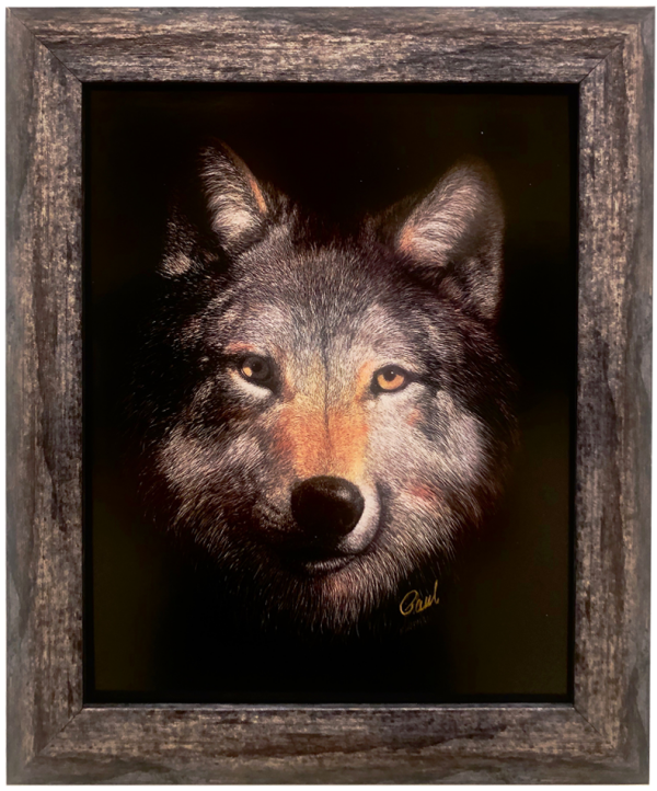 Paul Hopman Framed Scratchboard Yellowstone Coyote Chieftain