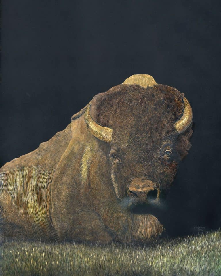 Bodacious Bob - Paul Hopman | Amazing Scratchboard Animal Art
