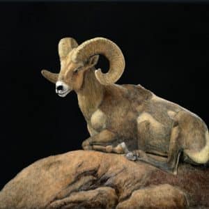 Paul Hopman Scratchboard Bighorn sheep Rocky